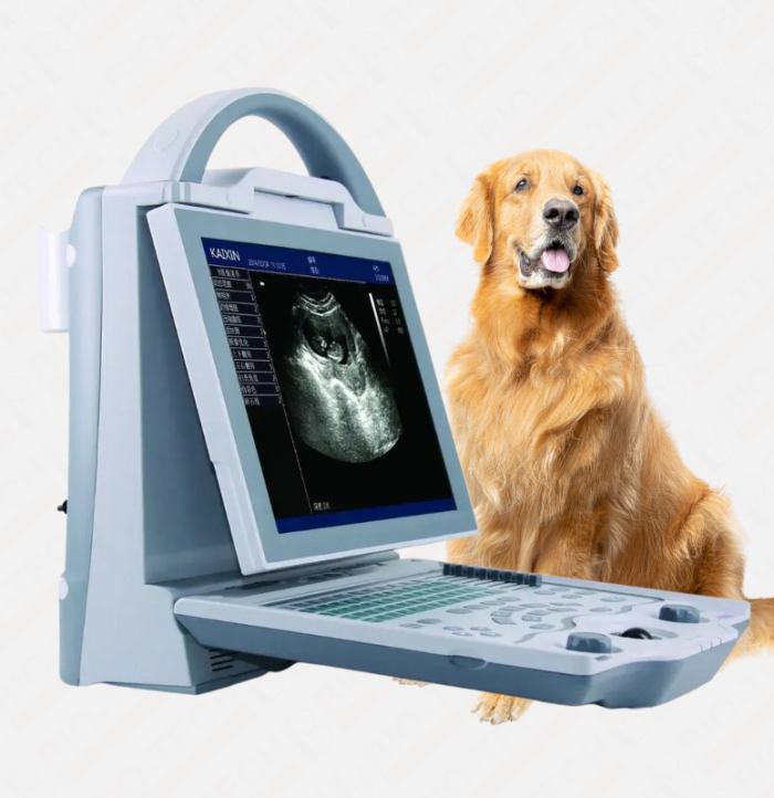 Veterinary Ultrasound